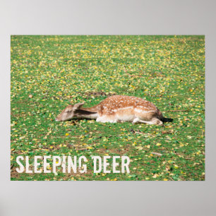Poster Vedante em hibernação no outono no prado