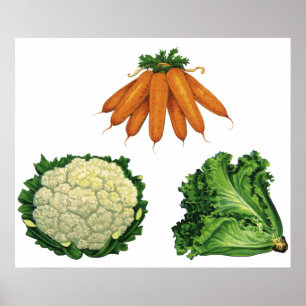 Poster Vegetais do vintage; Cenouras, couve-flor, alface
