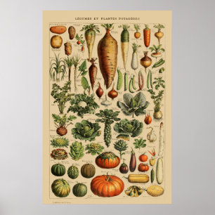 Poster Vegetais Vintage - Página do Livro Francês