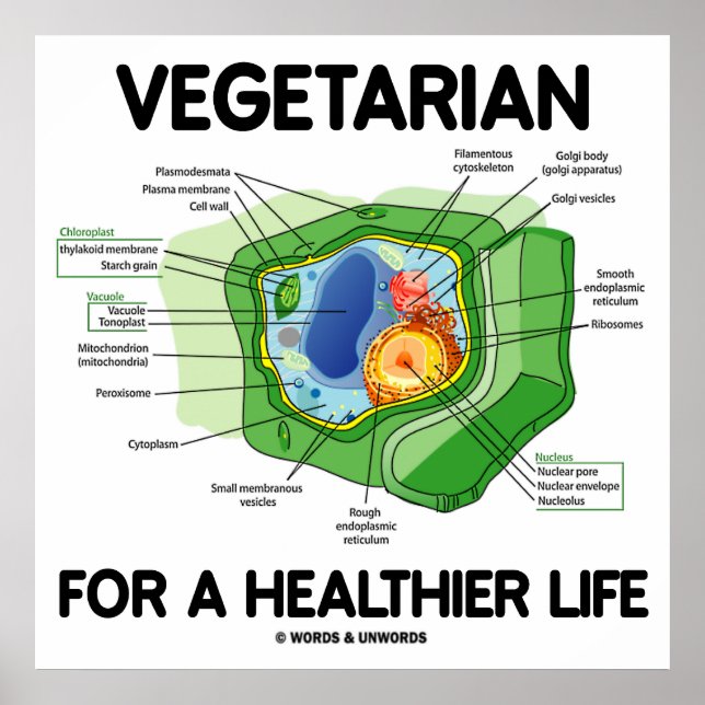 Póster Vegetariano Para Uma Vida Mais Saudável (Célula Ve (Frente)