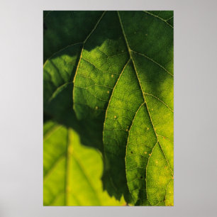 Póster Veias de Folha Verde
