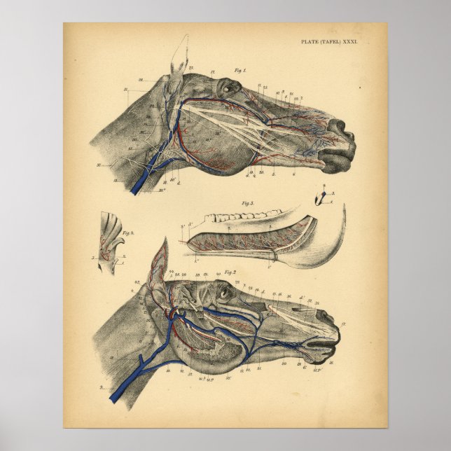 Póster Veias do Cavalo Nervam Anatomia 1908 Vintage Impre (Frente)