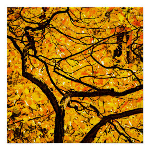 Póster Veias douradas do outono