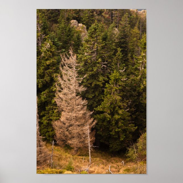 Poster Velha árvore-do-mato orgulhosa (Frente)