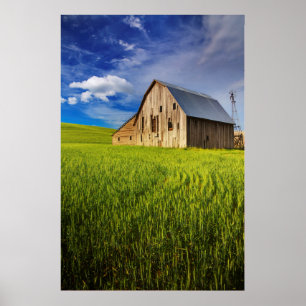 Póster Velho celeiro cercado por Primavera Wheat Field 1