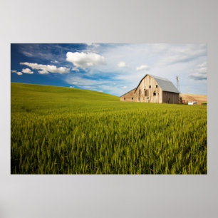 Póster Velho celeiro cercado por Primavera Wheat Field 2