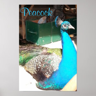 Poster velho do celeiro do pavão masculino azul