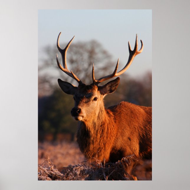 POSTER VELOCIDADE HI (Frente)