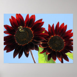 Poster Velvet Queen Sunflower