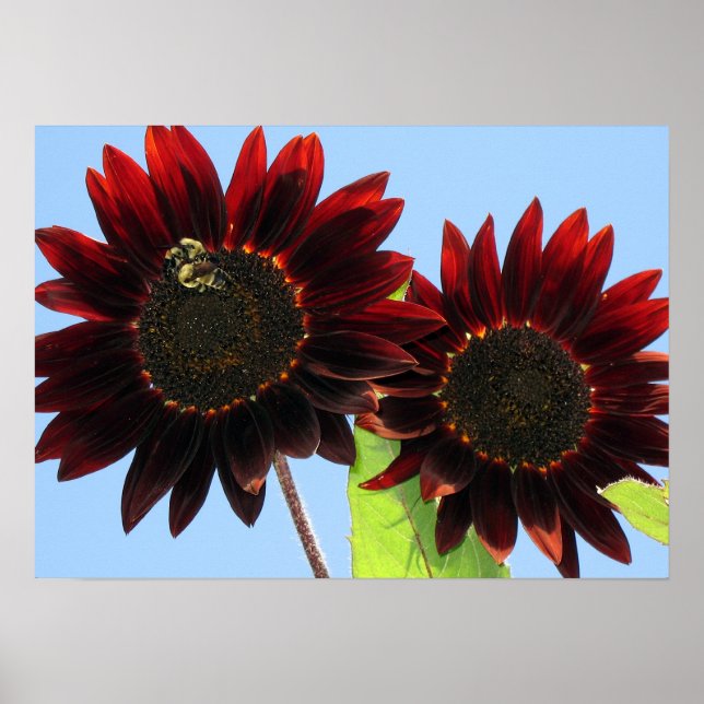 Poster Velvet Queen Sunflower (Frente)