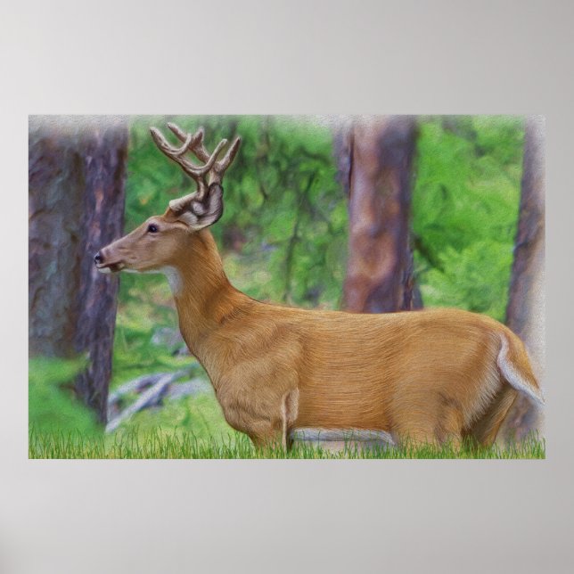 Poster Velvet Whitetail Deer Buck (Frente)