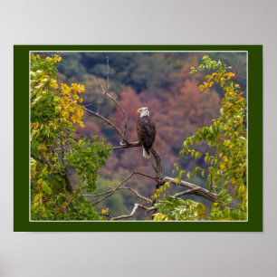 Poster Vendo o Outono