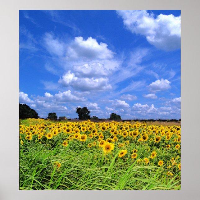 Póster Vento Vencido, Girassóis (IMPRESSÃO) (Frente)