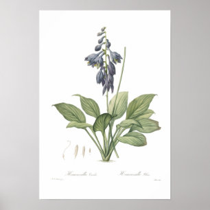 Poster Ventricosa do Hosta
