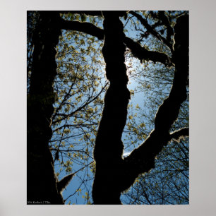 POSTER VER