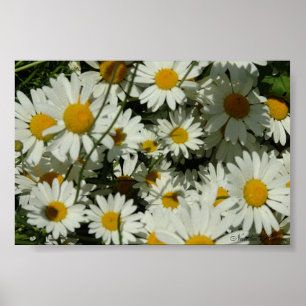 Póster Ver Daisy
