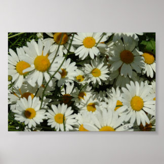 Póster Ver Daisy