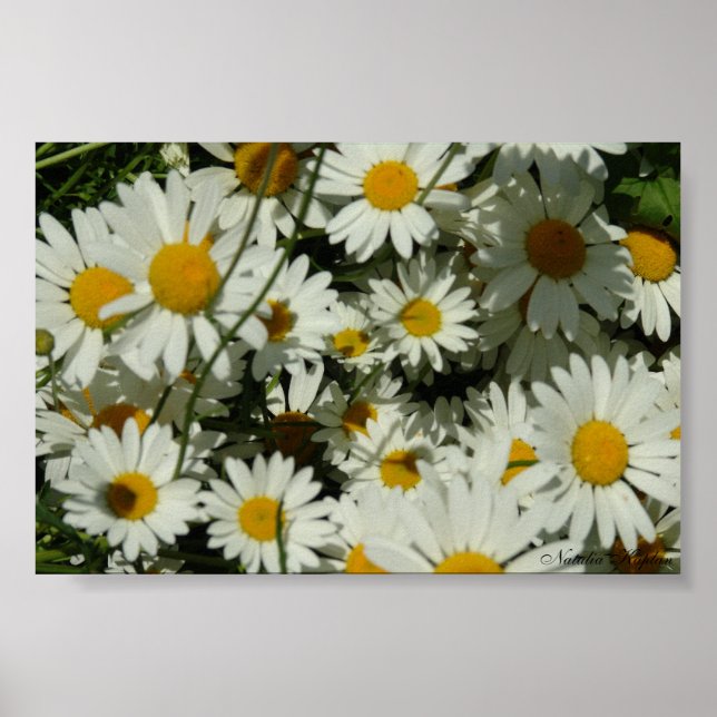 Póster Ver Daisy (Frente)