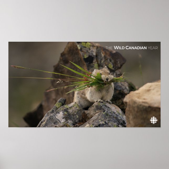 Póster Verão - América Latina (Frente)