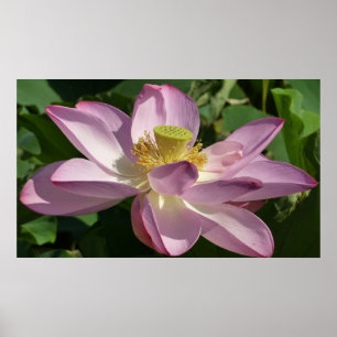 Póster Verão cor-de-rosa da flor de Lotus II floral