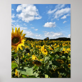 Poster Verão de Girassóis, Virgínia