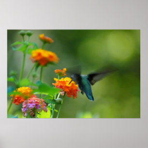 Póster Verão Hummer