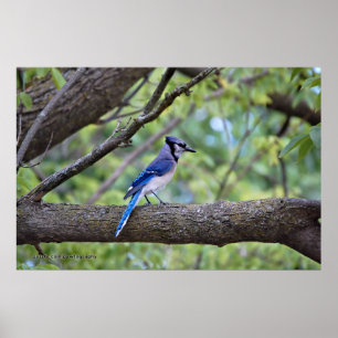 Póster Verão Jay azul