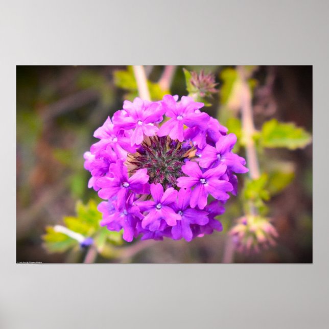 Poster Verbena (Frente)