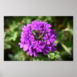 Poster Verbena