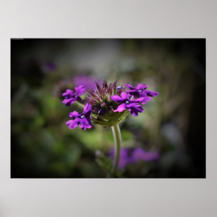 Poster Verbena 