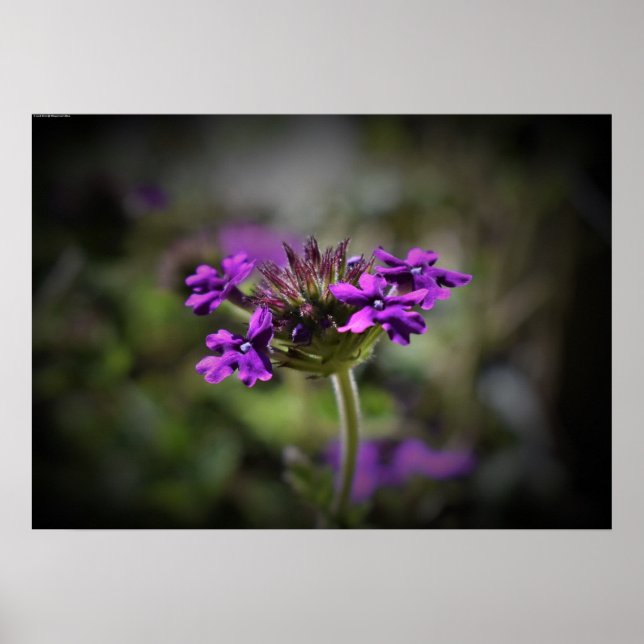 Poster Verbena (Frente)