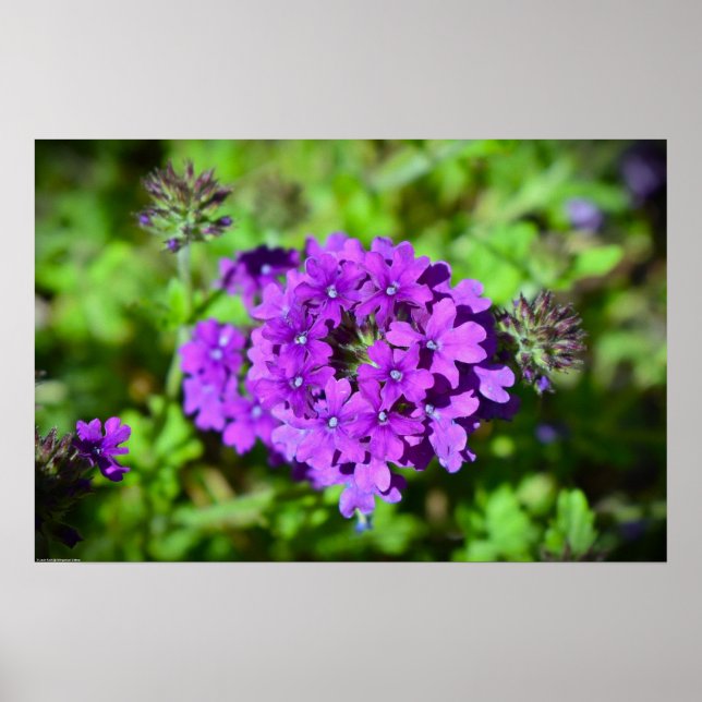 Poster Verbena (Frente)