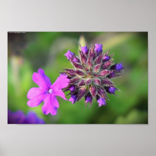 Poster Verbena
