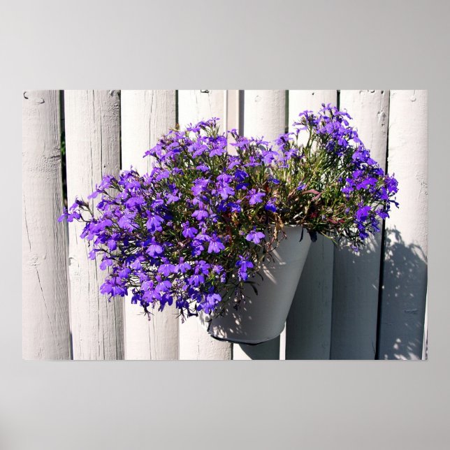 Poster Verbena Plant (Frente)