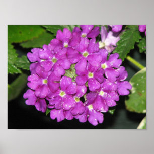 Póster Verbena roxo