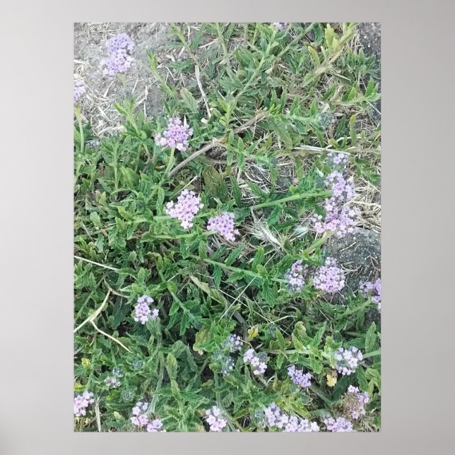 Poster Verbena Selvagem Flores Roxas em Habitat Natural (Frente)