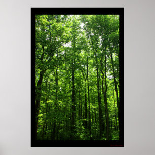 Poster verde alto #6183 das árvores
