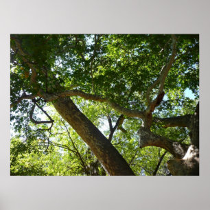 Póster Verde da Figueira Sicômoro Natureza