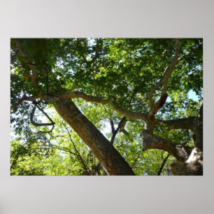 Póster Verde da Figueira Sicômoro Natureza