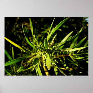 Póster verde da natureza