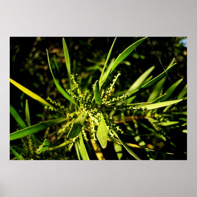 Póster verde da natureza (Frente)