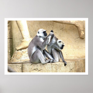 Poster Verde de Macacos