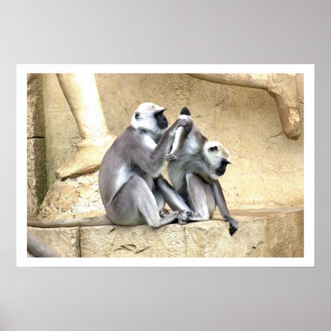 Poster Verde de Macacos (Frente)