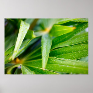 Póster Verde deixa fundo
