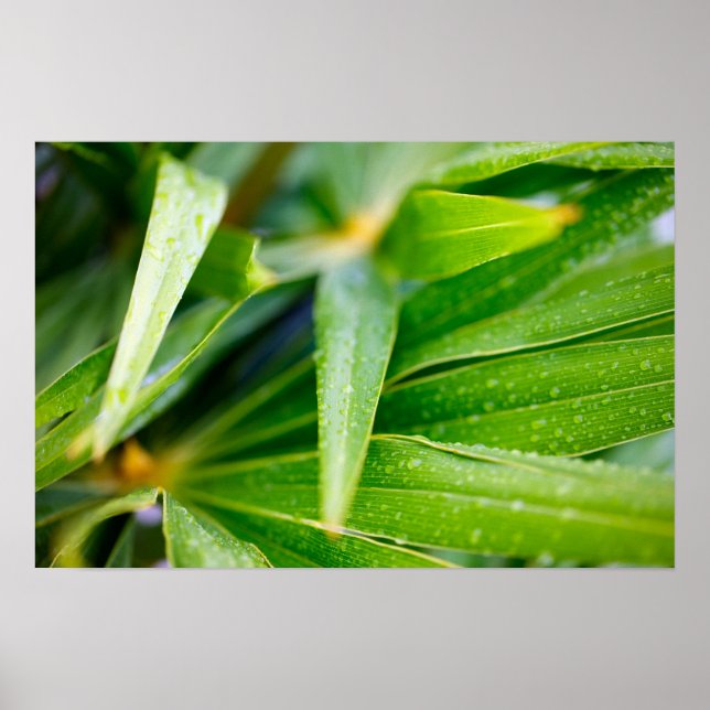 Póster Verde deixa fundo (Frente)