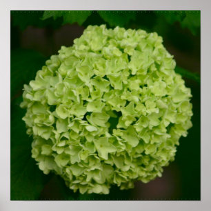 Poster verde do Hydrangea