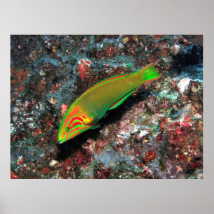 Poster Verde e Red Wrasse