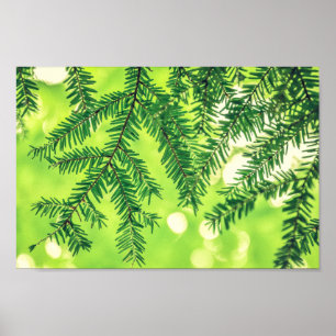 Poster Verde Evergreen Nature Pine