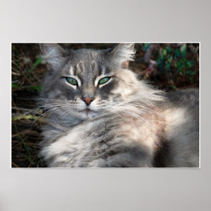 Poster Verde-Eyed cinzento do gato de racum de