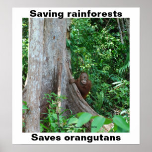 Póster Verde para Florestas Tropicais e Orangutanos